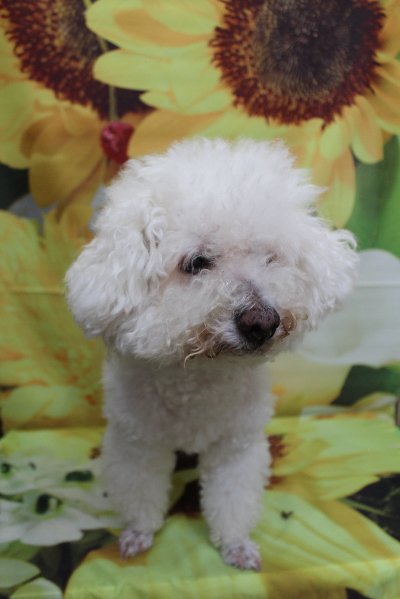 千葉県鎌ケ谷市のビションフリーゼのトリミング前画像