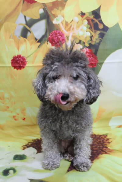 トイプードルブリーダーの成犬、トリミング画像