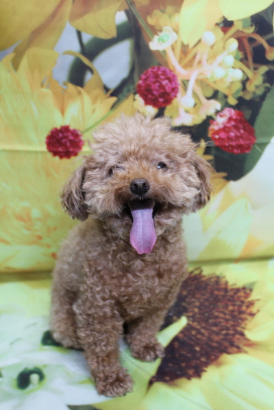 千葉県船橋市のトイプードルのトリミング前画像