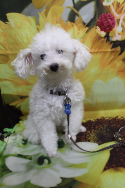 千葉県習志野市のトイプードルのトリミング前画像