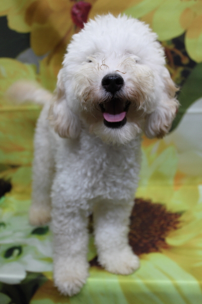 千葉県船橋市のトイプードルのトリミング前画像