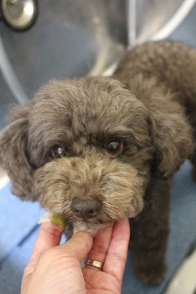 千葉県市川市のトイプードルの歯磨き画像