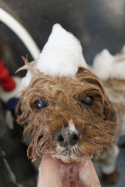 千葉県船橋市のトイプードルのシャンプー画像