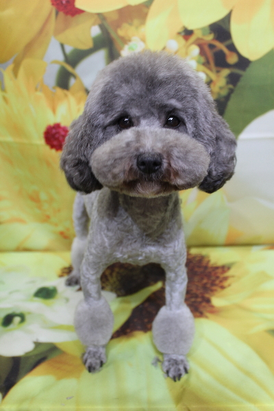 トイプードルブリーダーの成犬、トリミング画像