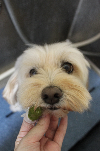 千葉県鎌ケ谷市のミックス犬の歯磨き画像