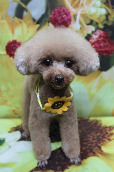 千葉県印西市のトイプードルのトリミング画像