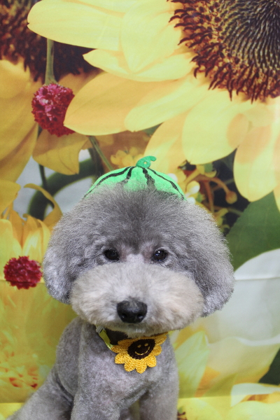 千葉県船橋市のトイプードルのトリミング画像