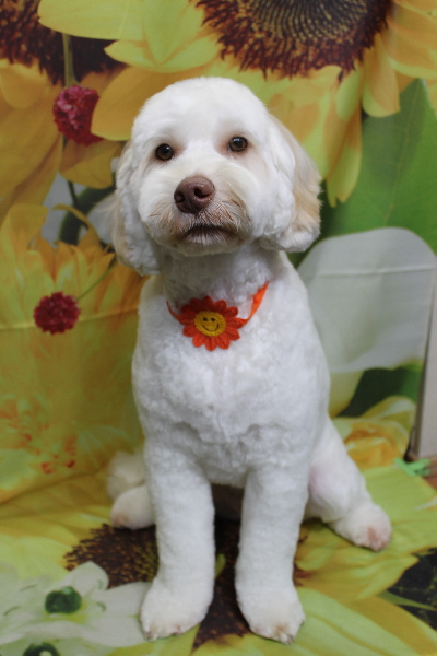 千葉県船橋市のオーストラリアンラブラドゥードルのトリミング画像