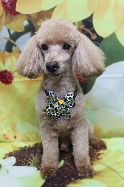 千葉県花見川区トイプードルのトリミング画像