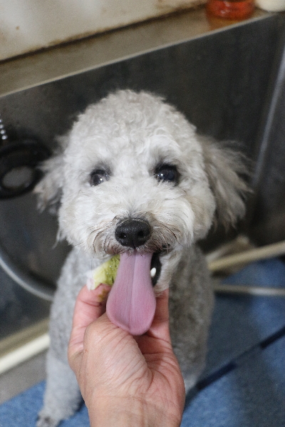 千葉県船橋市のトイプードルの歯磨き画像