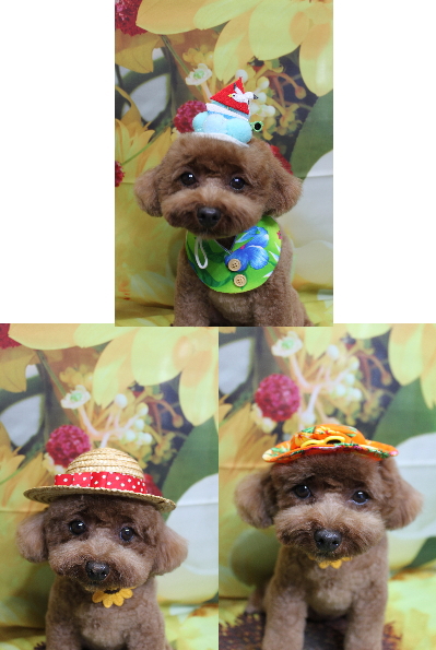 千葉県鎌ケ谷市トイプードルのトリミング画像