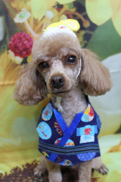 千葉県船橋市のトイプードルのトリミング画像