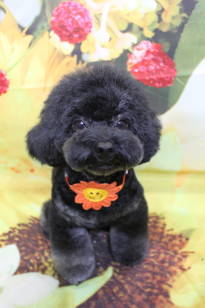 千葉県鎌ヶ谷市のトイプードルのトリミング画像