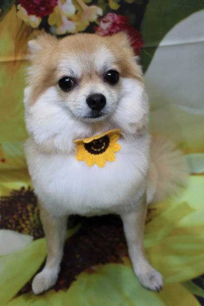 千葉県船橋市のミックス犬のトリミング画像