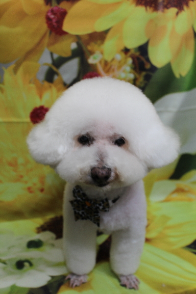 千葉県鎌ケ谷市のビションフリーゼのトリミング画像