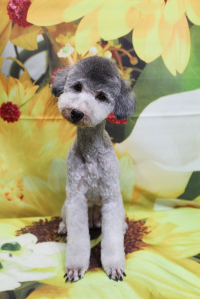 トイプードルブリーダーの成犬、トリミング画像