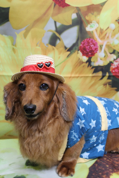 千葉県鎌ケ谷のミニチュアダックスのトリミング画像