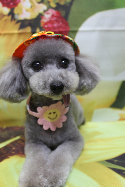 千葉県船橋市のトイプードルのトリミング画像