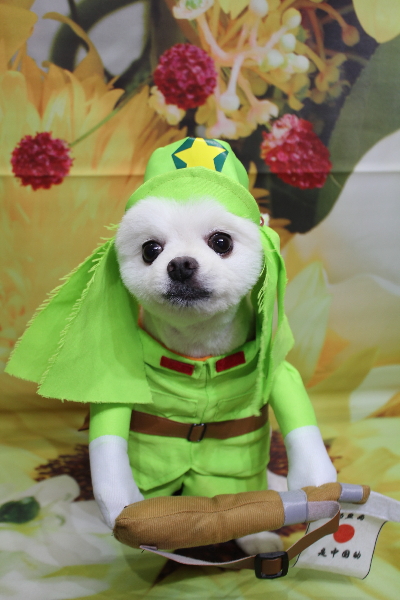 千葉県船橋市のポメラニアンのトリミング画像