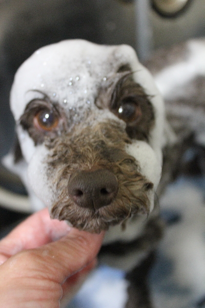 千葉県市川市のトイプードルのシャンプー画像