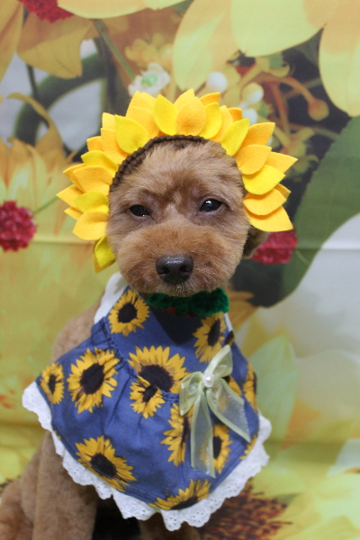 千葉県船橋市のトイプードルのトリミング画像