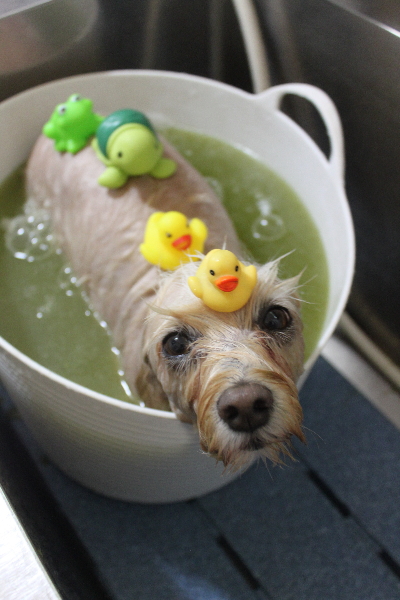 千葉県鎌ケ谷市のミックス犬のハーブ湯画像