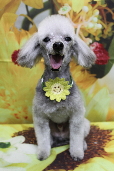 千葉県船橋市のトイプードルのトリミング画像