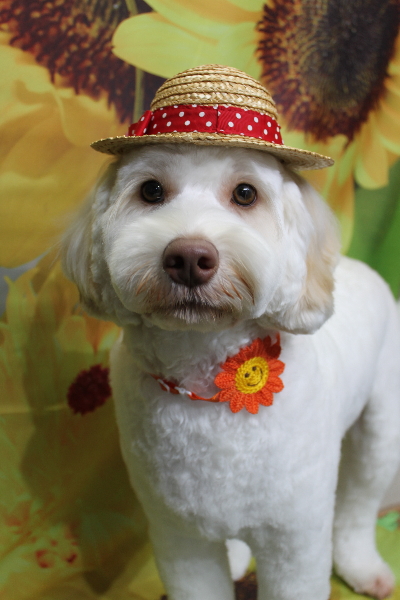 千葉県船橋市のオーストラリアンラブラドゥードルのトリミング画像
