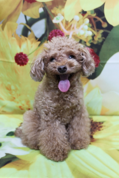 千葉県船橋市のトイプードルのトリミング前画像