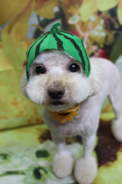 千葉県鎌ケ谷市のミックス犬のトリミング画像