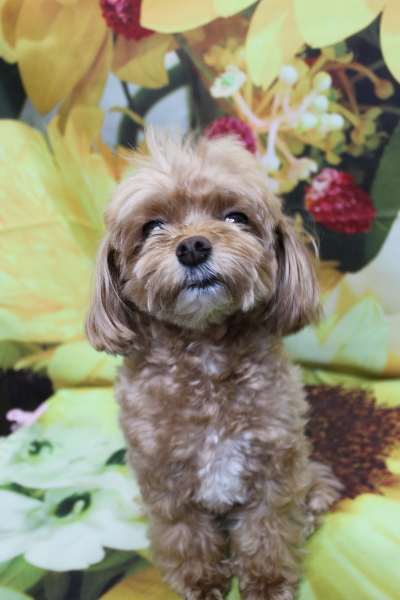 千葉県船橋市のミックス犬のトリミング前画像