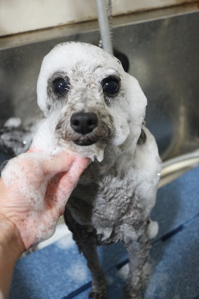 千葉県船橋市のトイプードルのシャンプー画像