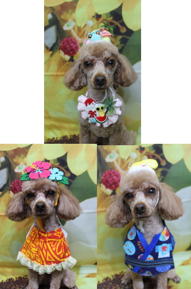 千葉県船橋市のトイプードルのトリミング画像