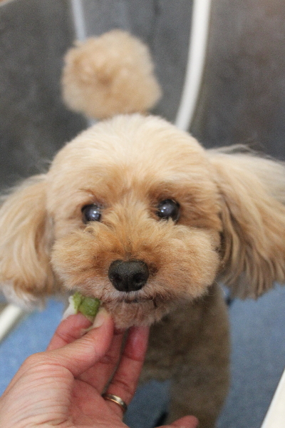 千葉県船橋市のトイプードルの歯磨き画像