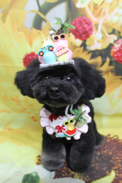 千葉県鎌ヶ谷市のトイプードルのトリミング画像