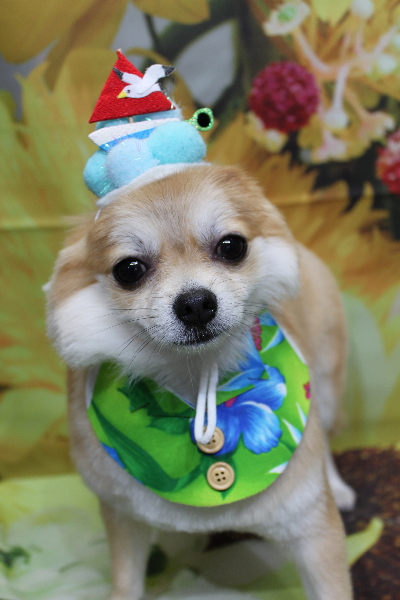 千葉県船橋市のミックス犬のトリミング画像