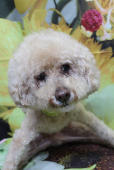 千葉県船橋市のトイプードルのトリミング画像