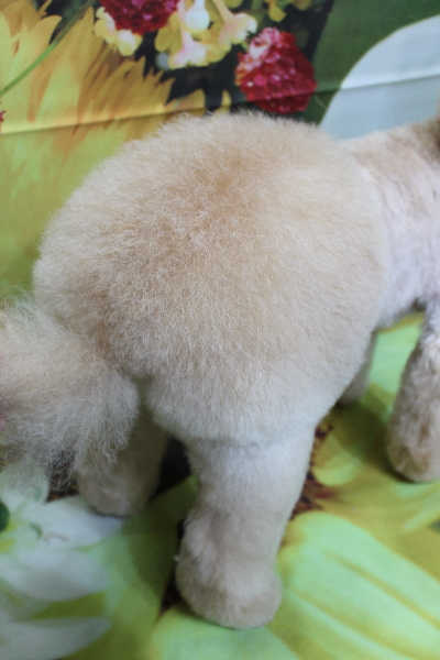 千葉県船橋市のトイプードルのトリミング画像