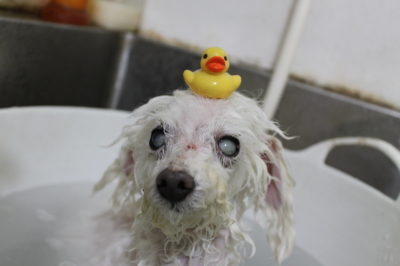 千葉県習志野市のトイプードルの炭酸泉画像