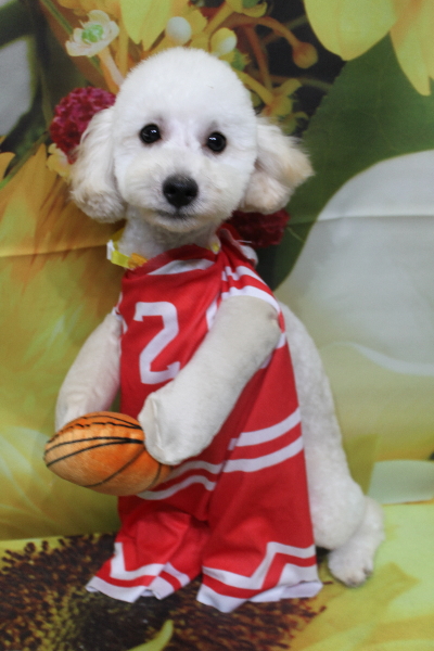 千葉県船橋市のトイプードルのトリミング画像