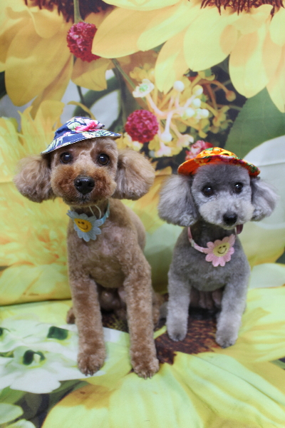 千葉県船橋市のトイプードルのトリミング画像