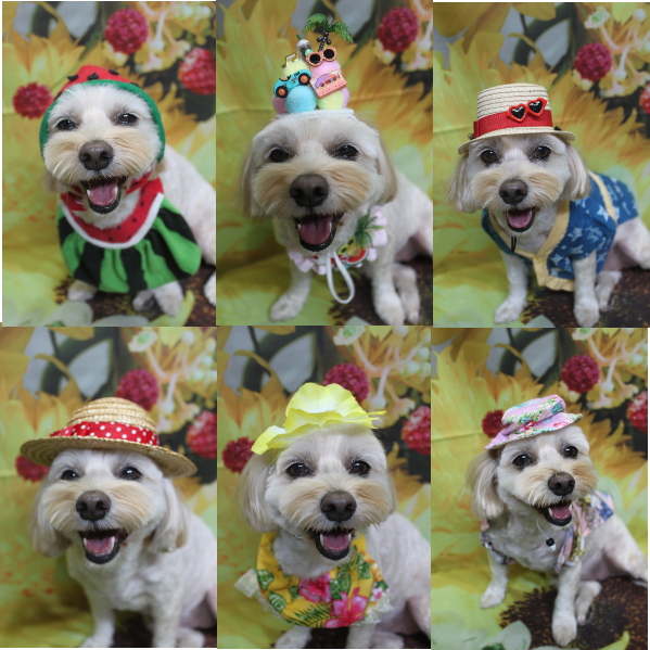 千葉県鎌ケ谷市のミックス犬のトリミング画像