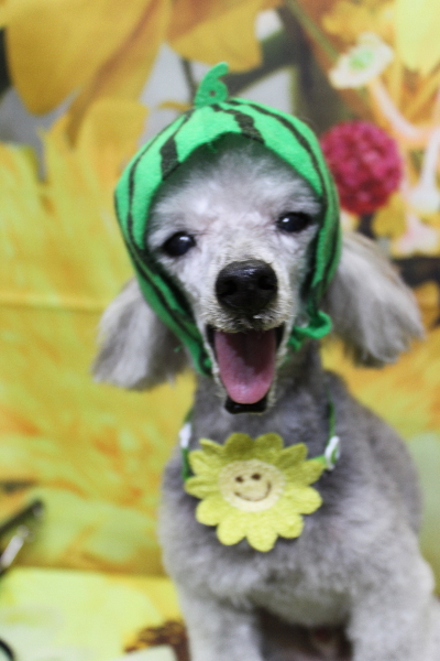 千葉県船橋市のトイプードルのトリミング画像