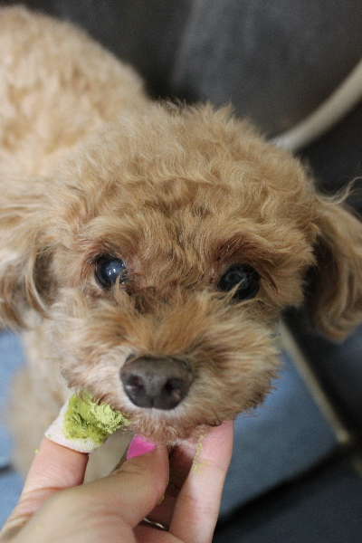 千葉県船橋市のトイプードルの歯磨き画像