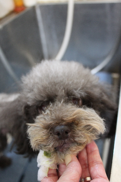 千葉県鎌ケ谷市のトイプードルの歯磨き画像