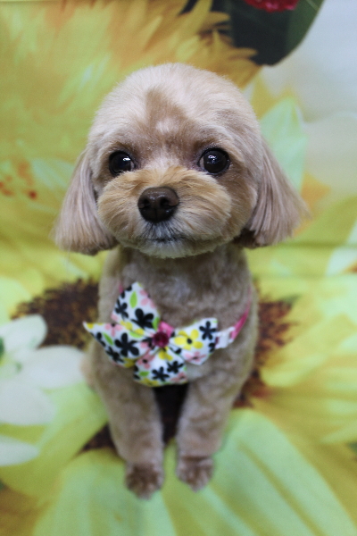 千葉県船橋市のミックス犬のトリミング画像