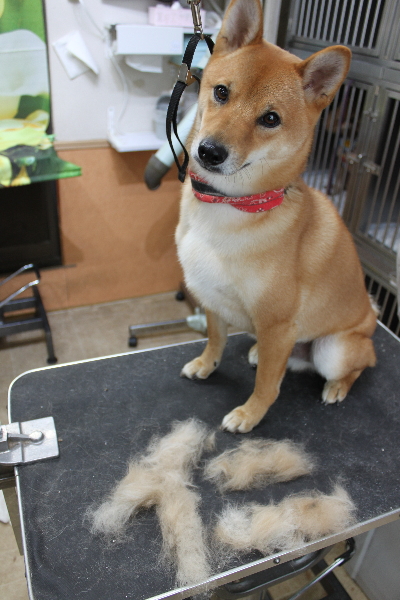 千葉県鎌ヶ谷市の柴犬のトリミング前画像