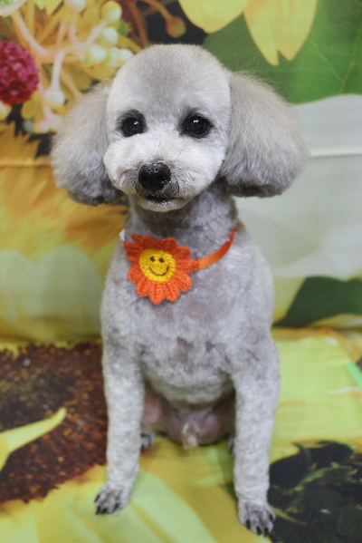 千葉県船橋市のトイプードルのトリミング画像