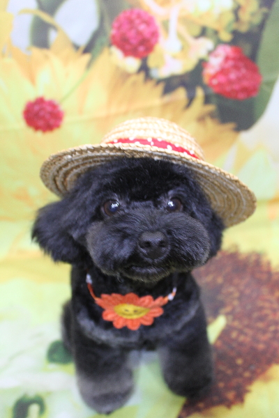 千葉県鎌ヶ谷市のトイプードルのトリミング画像