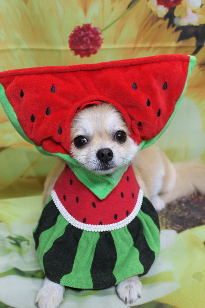 千葉県船橋市のミックス犬のトリミング画像